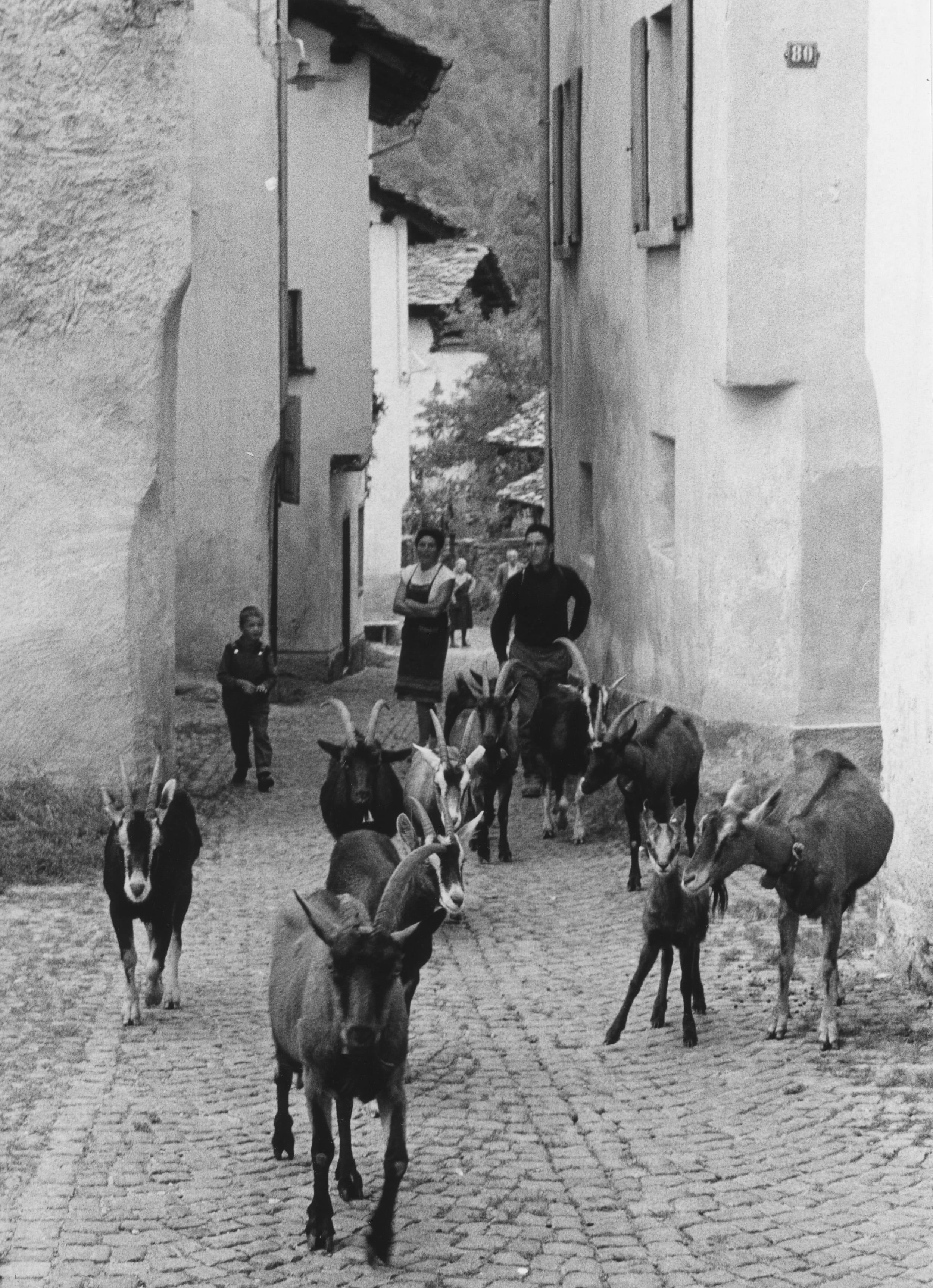 Bondo. Un camoscio si è unito alle capre, 1970 ca. Foto: Archivio Storico di Bregaglia; provenienza: Arnoldo Giacometti; fotografo: Bela Hefti.